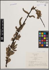 Foto von Salix cinerea L. x Salix viminalis L.